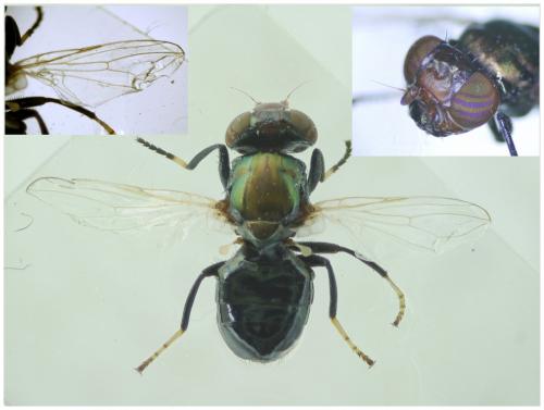Réf. 238 570 : Physiphora alceae